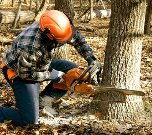 Tree Removal in Orient, SD